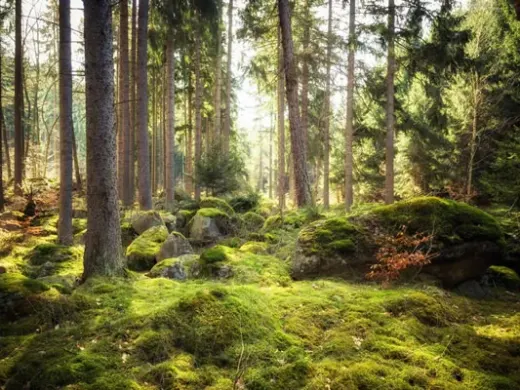 Der Harz – mystische Wälder im Nationalpark