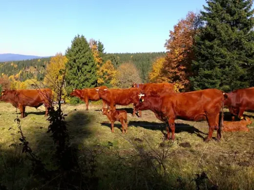 Rote Harzkühe auf Harzer Bergwiesen